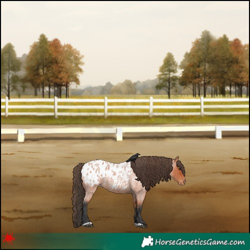 Horse Color:Bay Roan Blanket