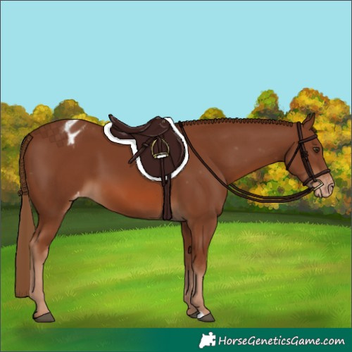 Horse Color:Chestnut Appaloosa 