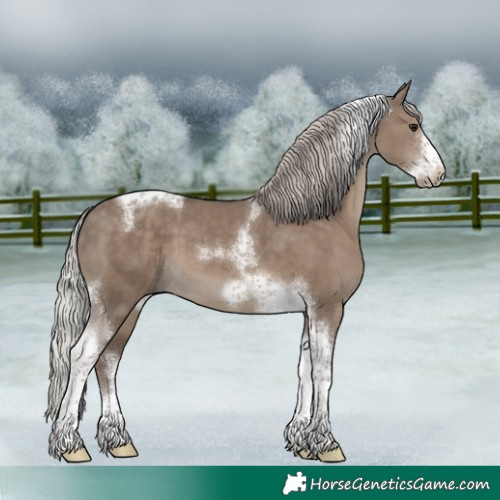Horse Color:Silver Grullo Tobiano Frame 