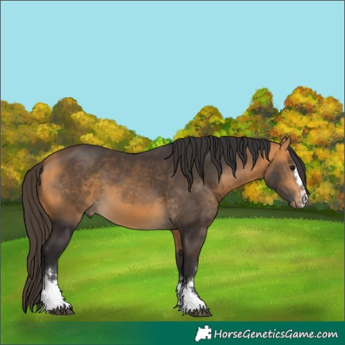 Horse Color:Buckskin 
