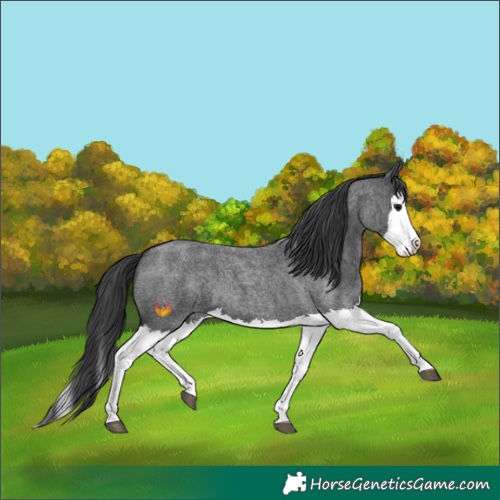 Horse Color:Blue Roan Splash