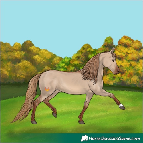 Horse Color:Unknown 