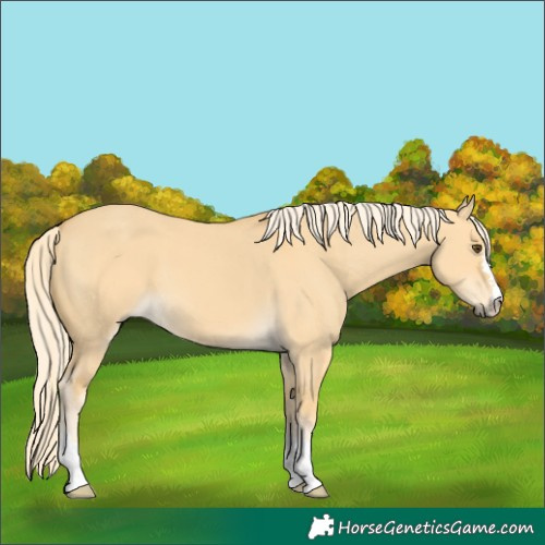 Horse Color:Palomino Dun