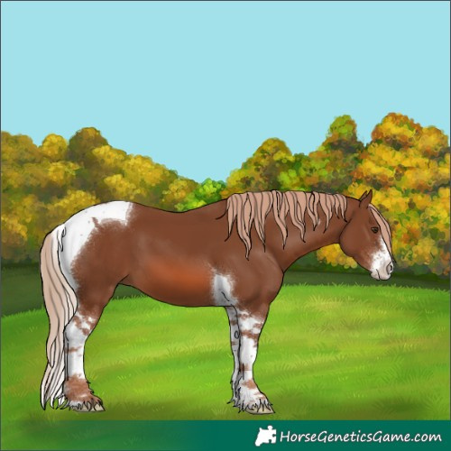 Horse Color:White Spotted Chestnut Tobiano 