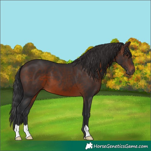 Horse Color:Brown 