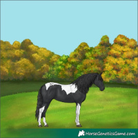 Horse Color:Black Tobiano 