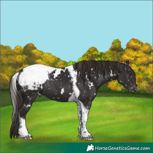 Horse Color:White Spotted Liver Chestnut Tobiano Snowcap Rabicano 