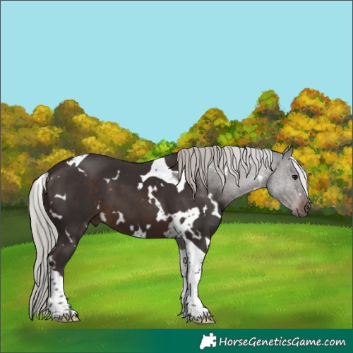 Horse Color:White Spotted Silver Brown Tobiano 