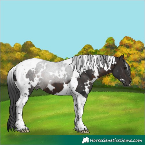 Horse Color:White Spotted Brown Tobiano 