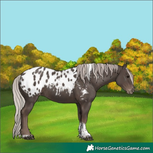 Horse Color:Silver Black Tobiano Appaloosa Rabicano 