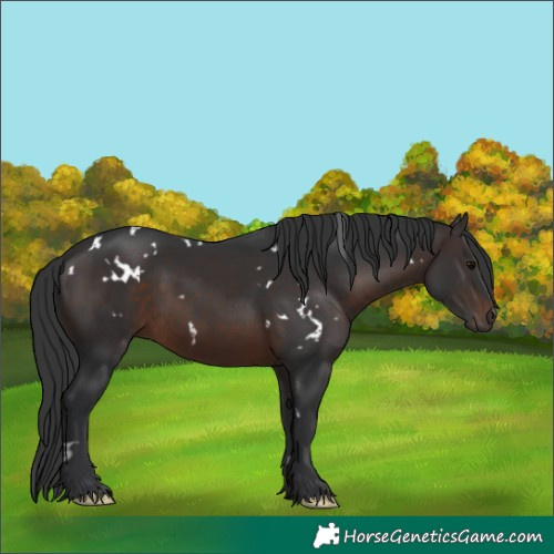 Horse Color:White Spotted Brown Rabicano 