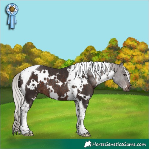 Horse Color:White Spotted Silver Brown Tobiano Rabicano 