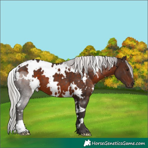 Horse Color:White Spotted Silver Brown 