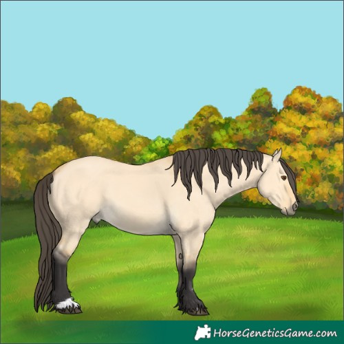 Horse Color:Buckskin Dun 