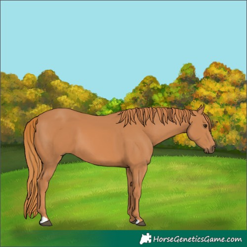 Horse Color:Chestnut 
