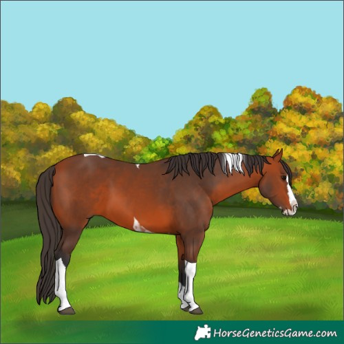 Horse Color:Bay Splash Tobiano 