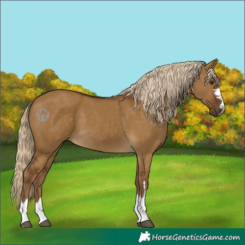 Horse Color:Chocolate Palomino Dun Rabicano