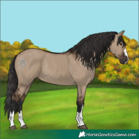 Horse Color:Liver Red Dun Rabicano 