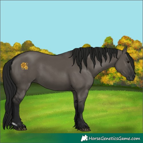 Horse Color:Gray Grullo 