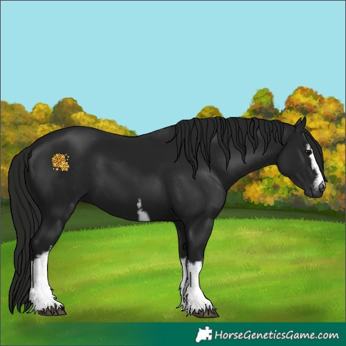 Horse Color:Gray White Spotted Black 