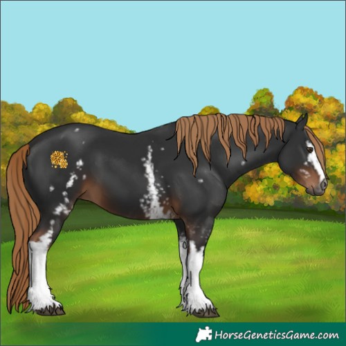 Horse Color:Gray White Spotted Liver Chestnut 