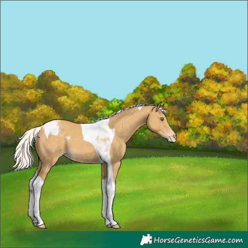 Horse Color:Silver Classic Cream Champagne Tobiano Appaloosa 