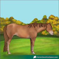 Horse Color:Gray Gold Champagne 