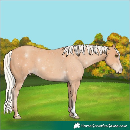 Horse Color:Silver Amber Champagne Appaloosa 