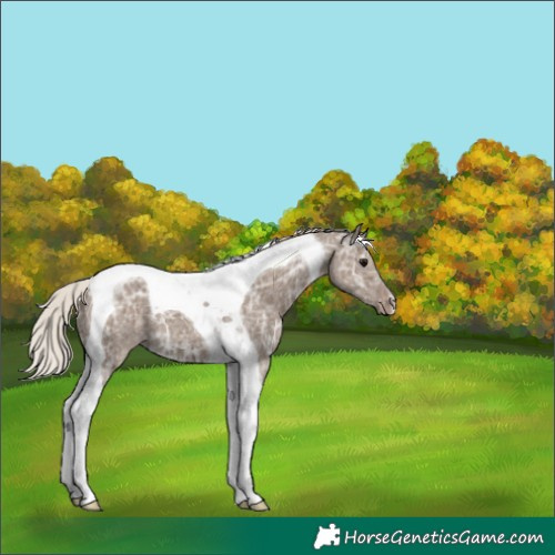 Horse Color:Silver Grullo Ice Tobiano Varnish