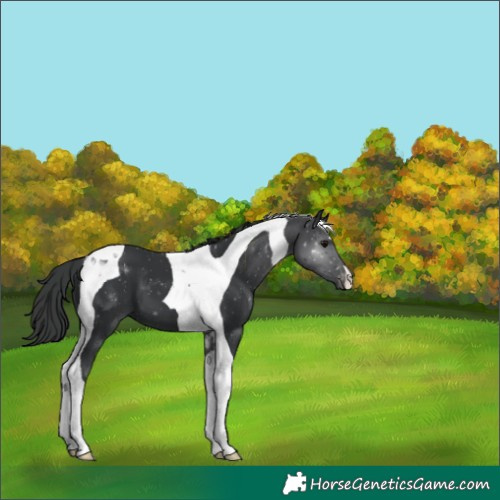 Horse Color:Black Tobiano Appaloosa 