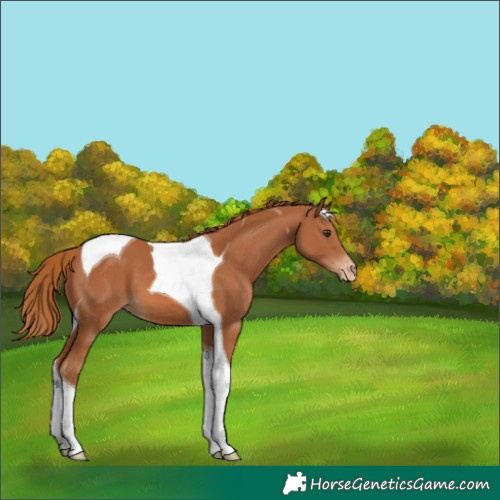 Horse Color:Chestnut Tobiano Appaloosa