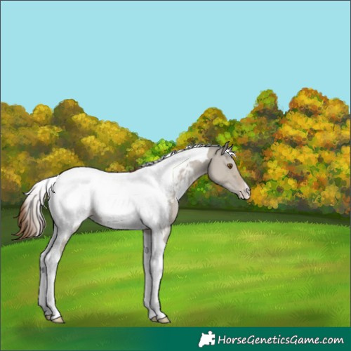 Horse Color:Classic Champagne Dun Tobiano Appaloosa 