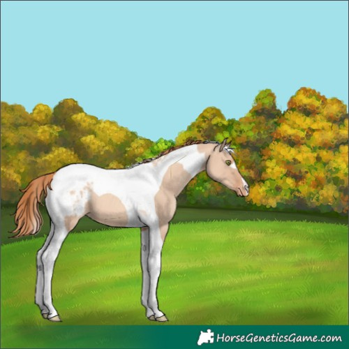 Horse Color:Gold Champagne Dun Tobiano Appaloosa 