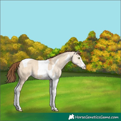Horse Color:Amber Champagne Dun Sabino Tobiano Appaloosa