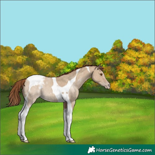 Horse Color:Classic Champagne Dun Tobiano Appaloosa 