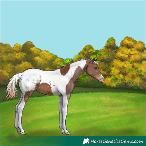 Horse Color:Chestnut Tobiano Appaloosa 