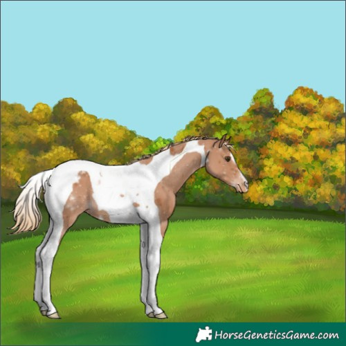 Horse Color:Chestnut Tobiano Appaloosa 