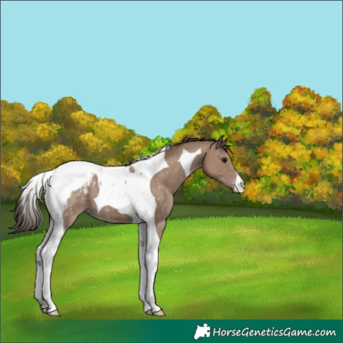 Horse Color:Classic Champagne Tobiano Snowcap