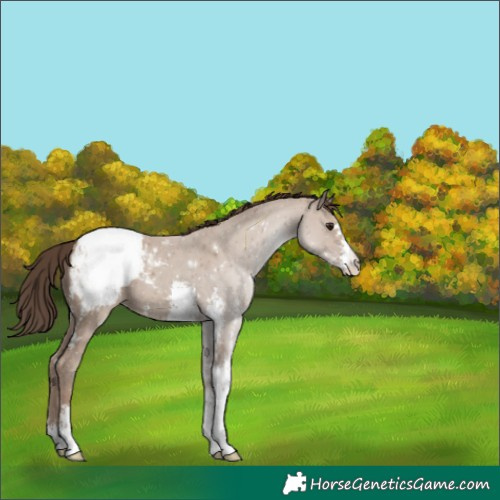 Horse Color:Classic Champagne Sabino Varnish