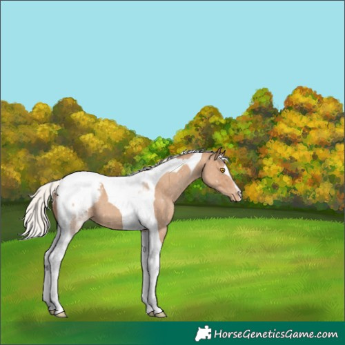 Horse Color:Silver Classic Champagne Tobiano Appaloosa 