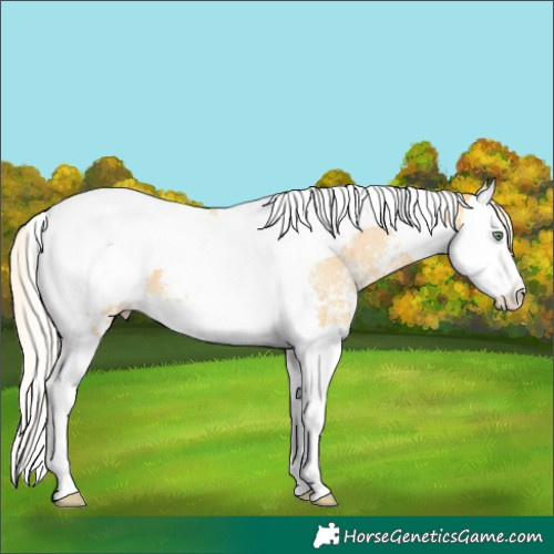 Horse Color:Silver Amber Cream Champagne Sabino Splash Tobiano Varnish