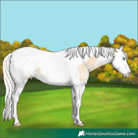 Horse Color:Silver Amber Cream Champagne Sabino Splash Tobiano Varnish