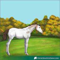 Horse Color:Sable Champagne Sabino Splash Appaloosa 