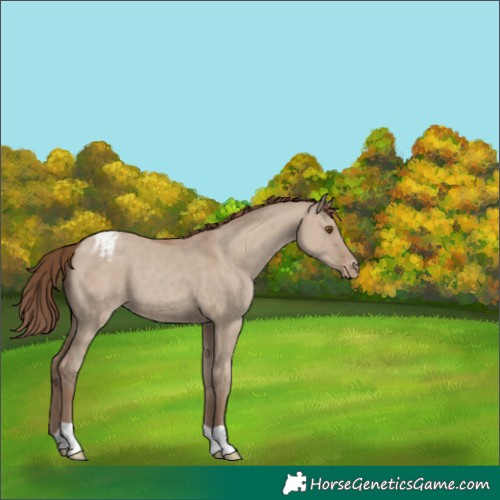 Horse Color:Classic Champagne Dun Appaloosa