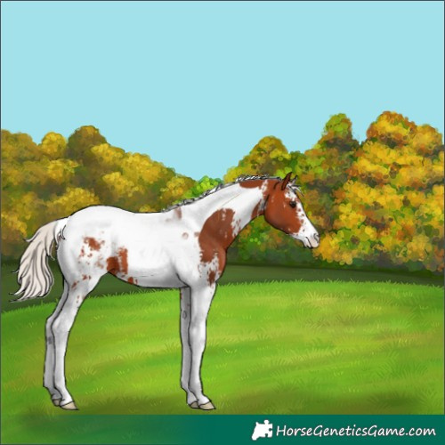 Horse Color:Silver Bay Sabino Tobiano Appaloosa