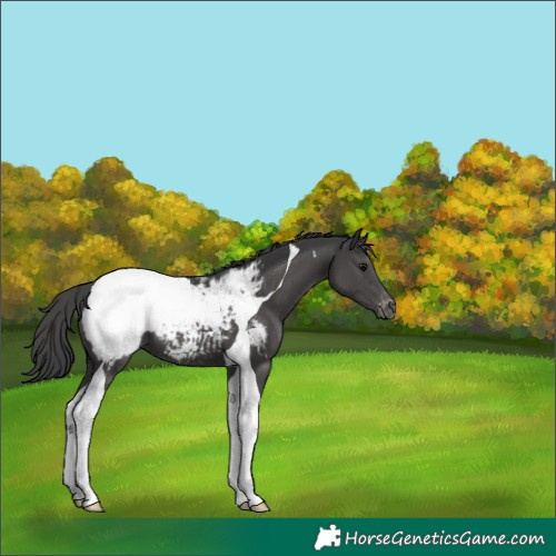 Horse Color:Black Tobiano Appaloosa