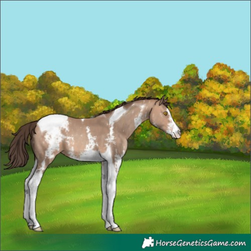Horse Color:Amber Champagne Sabino Tobiano Varnish