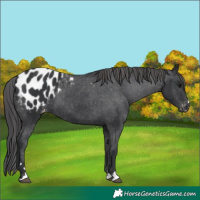 Horse Color:Black Appaloosa 