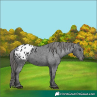 Horse Color:Black Appaloosa