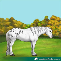 Horse Color:Black Appaloosa